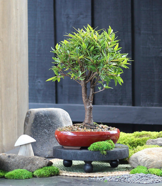 Bonsai - Little Ruby Fig - Evie - 35cm