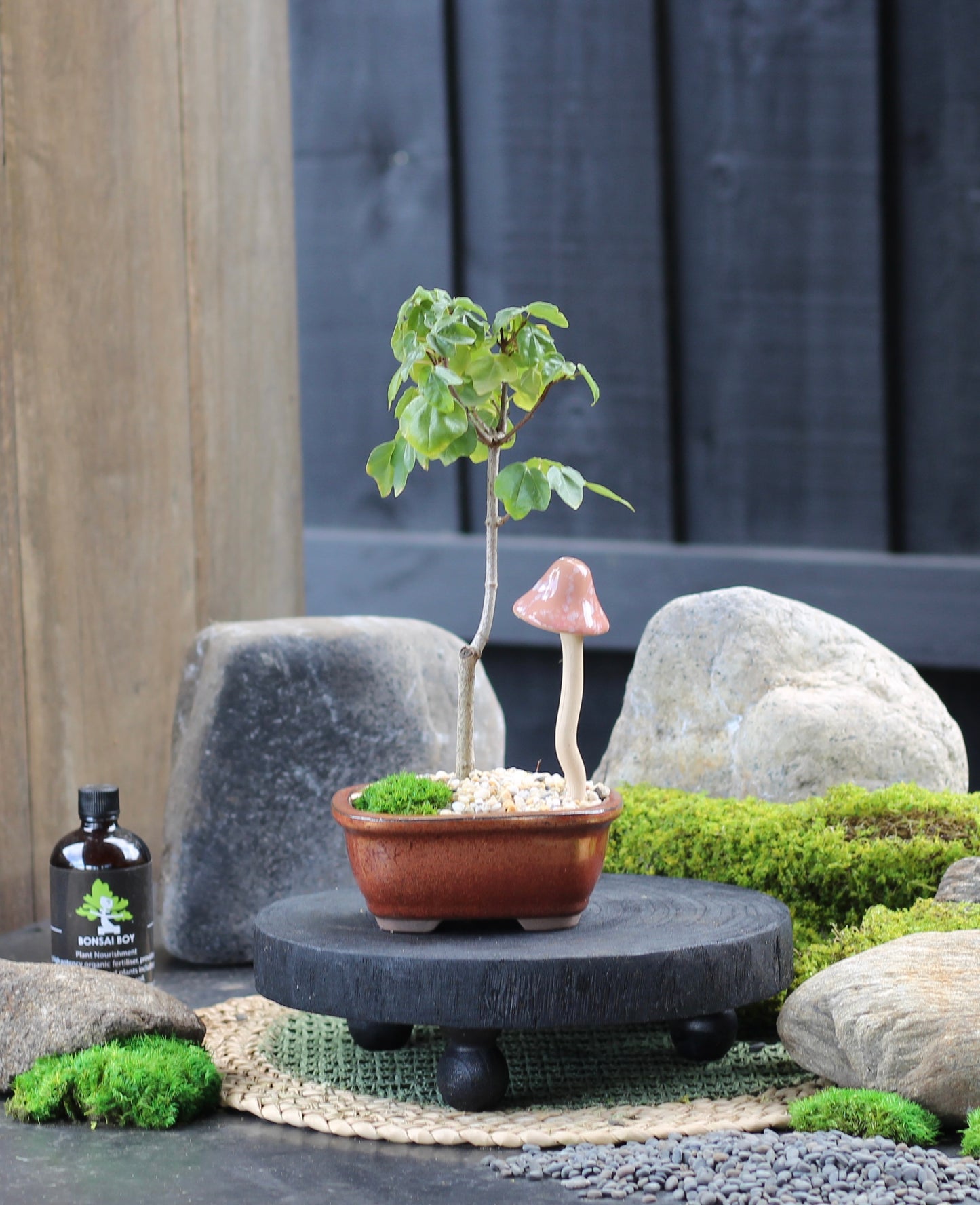 Bonsai - Maple - Louise - 30cm