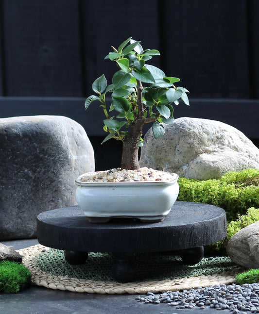 Bonsai - Port Jackson Fig - Remi - 23cm