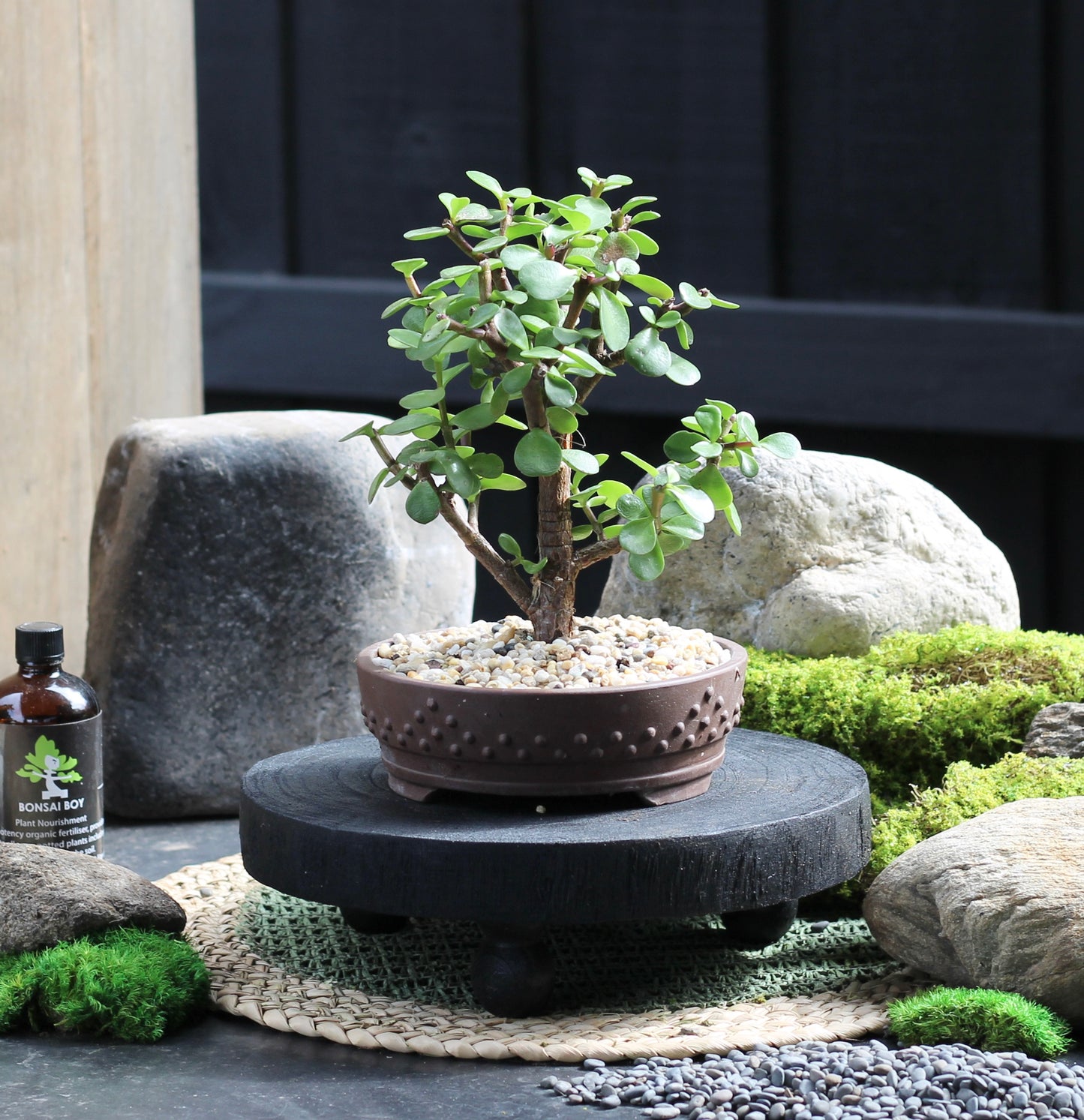 Bonsai - Dwarf Crassula Ovata - Lorna - 23cm
