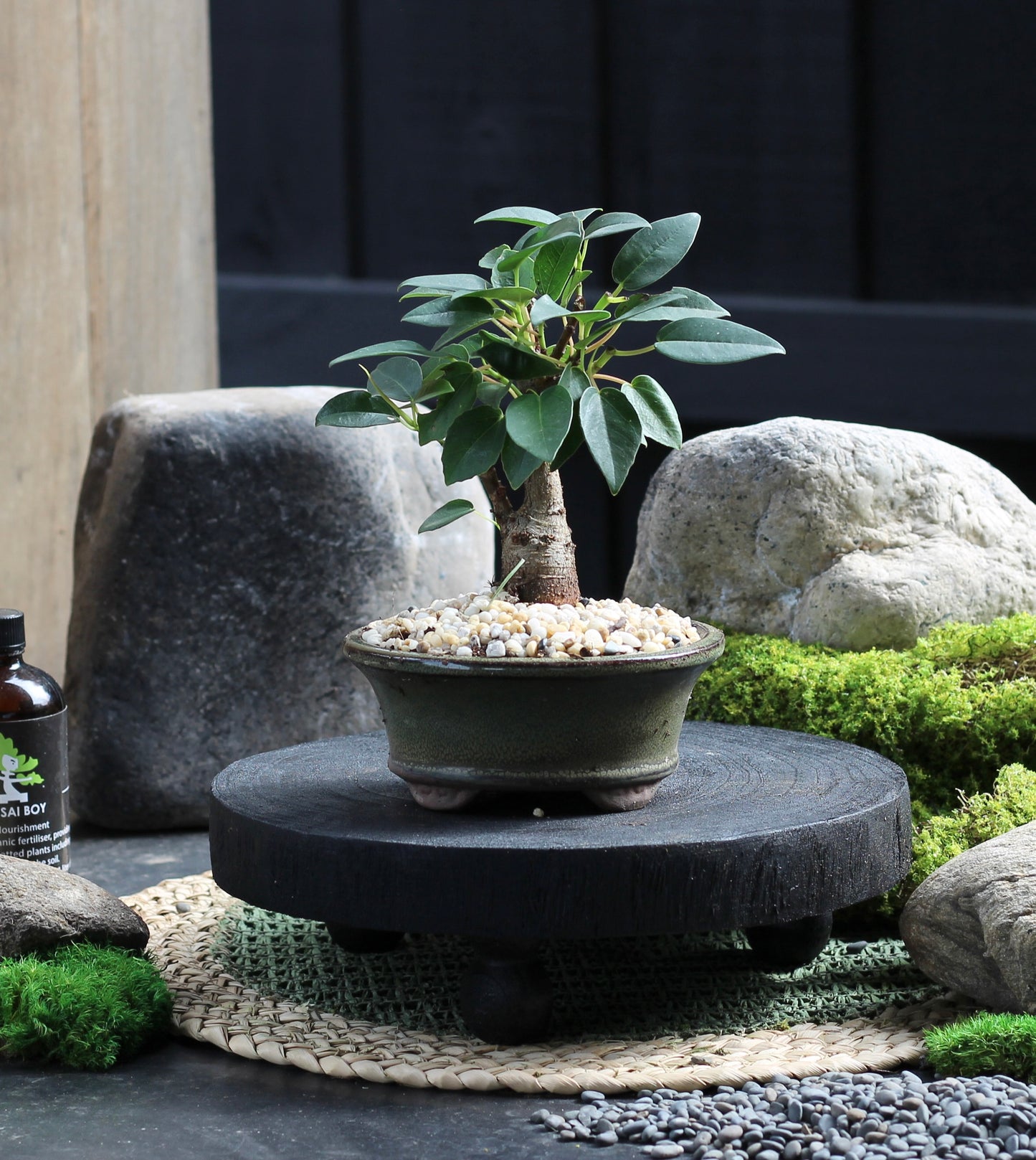 Bonsai - Port Jackson Fig - Reggie - 19cm