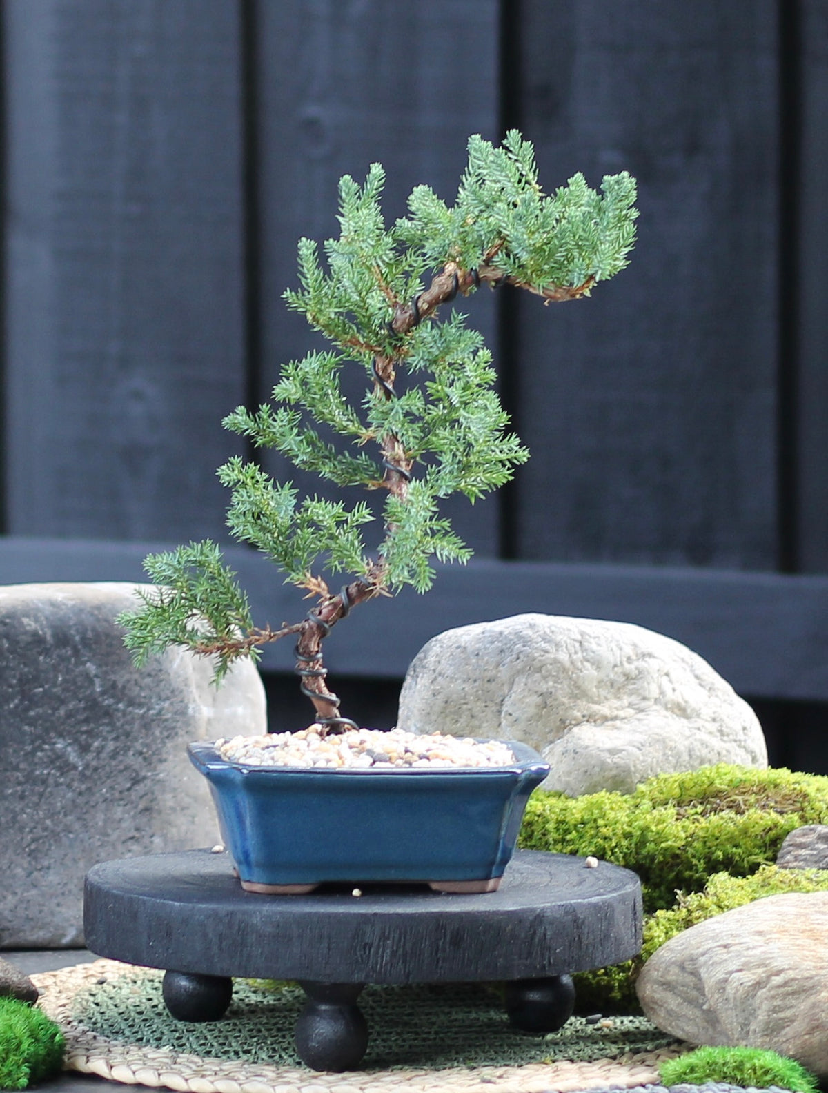 Bonsai - Juniper - Josephine - 31cm