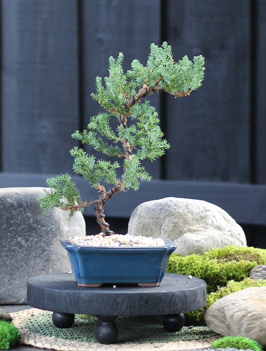Bonsai - Juniper - Josephine - 31cm