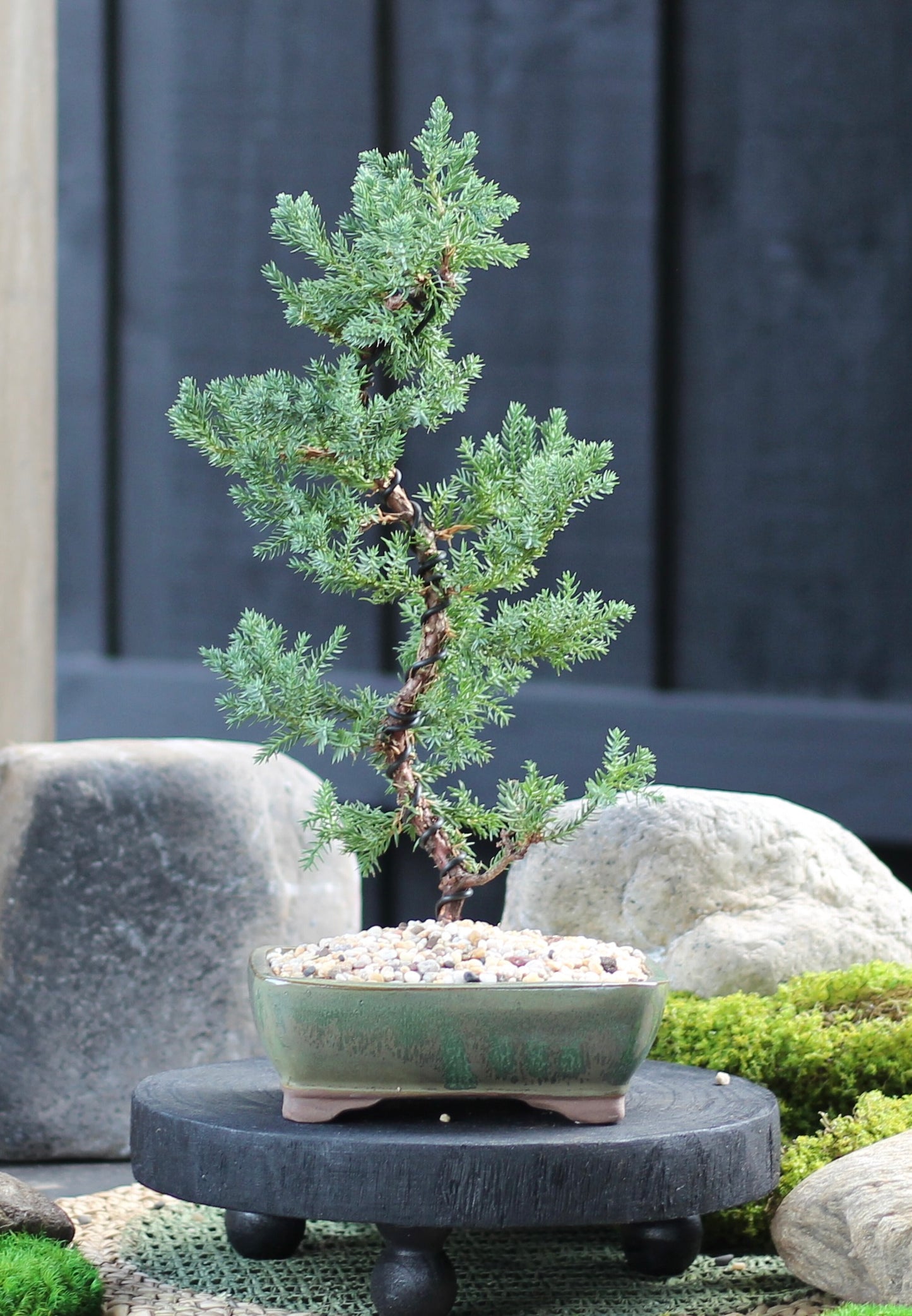 Bonsai - Juniper - Fran - 33cm