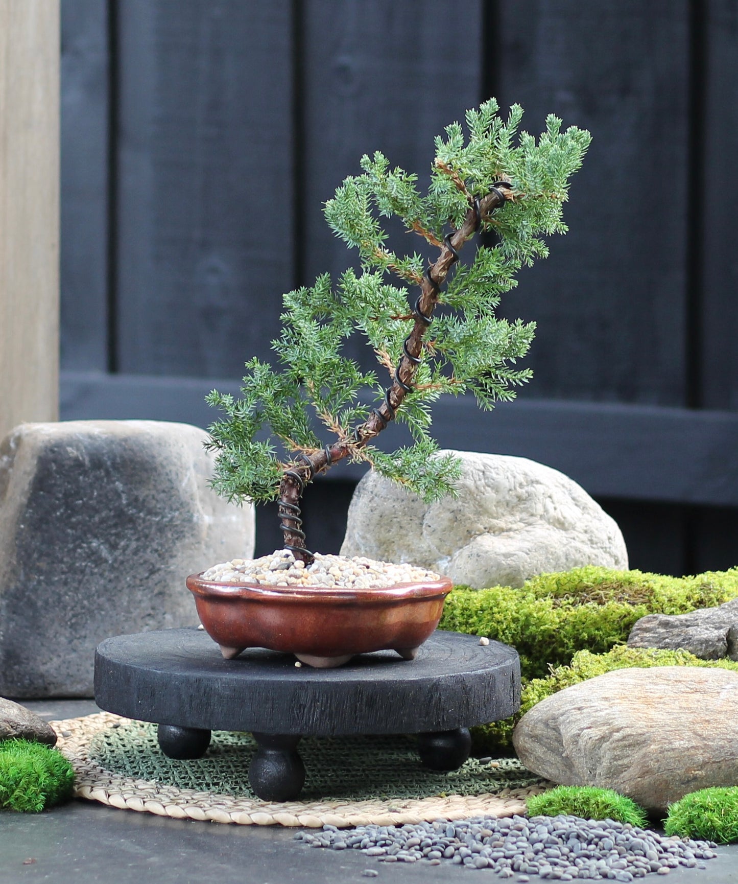 Bonsai - Juniper - Rosalee - 31cm