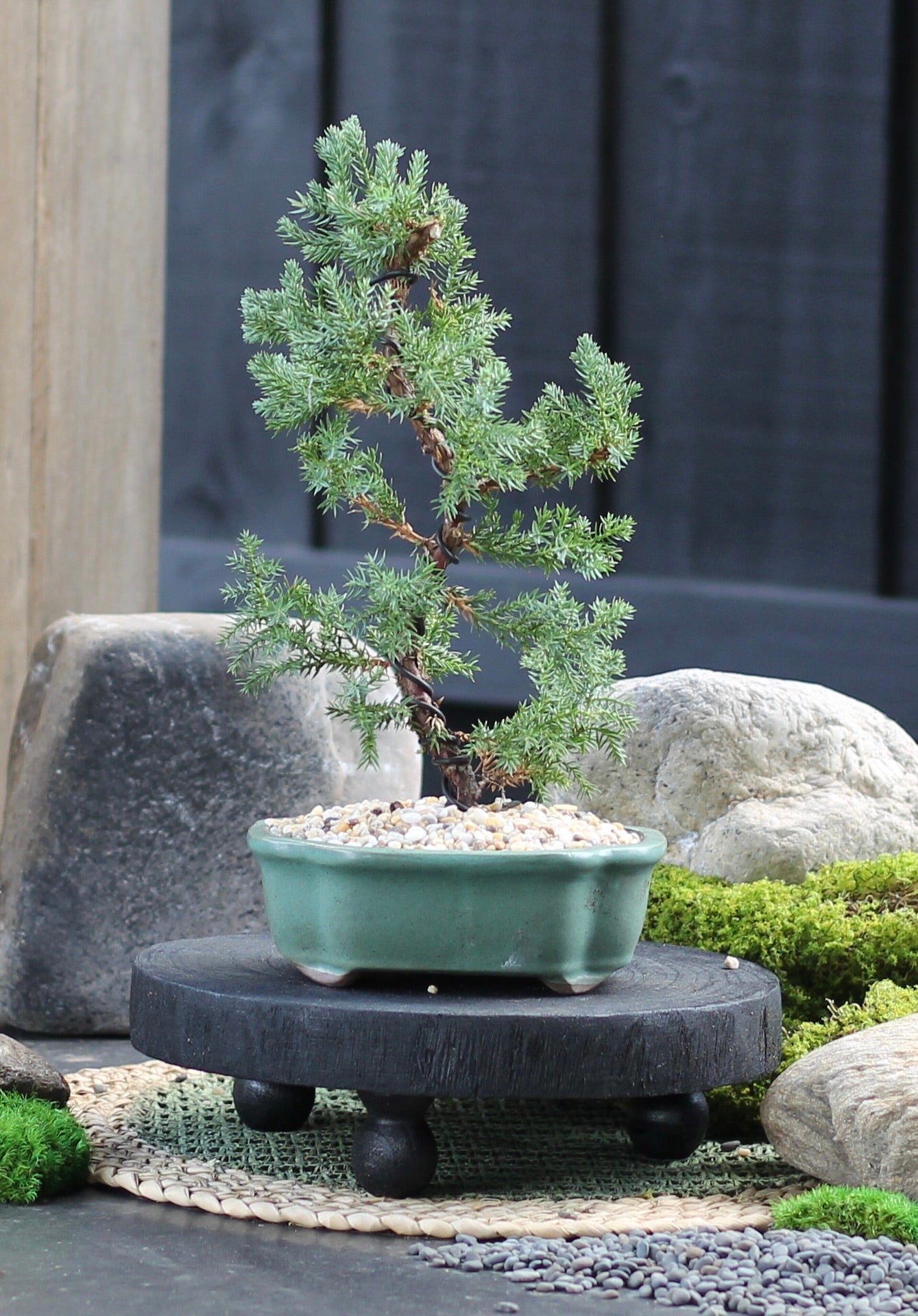 Bonsai - Juniper - Edith - 32cm