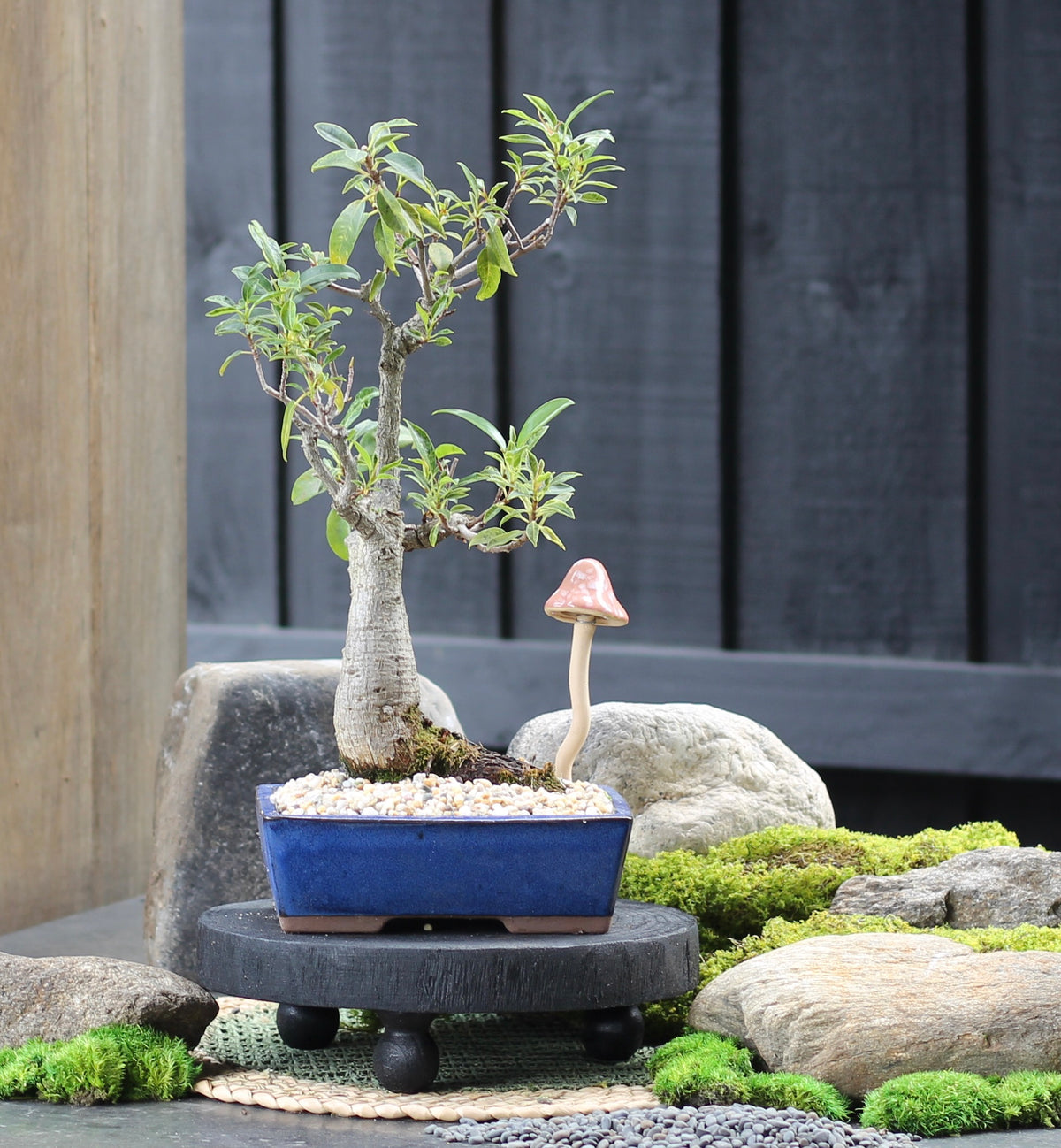 Bonsai - Port Jackson Fig - Eden - 40cm