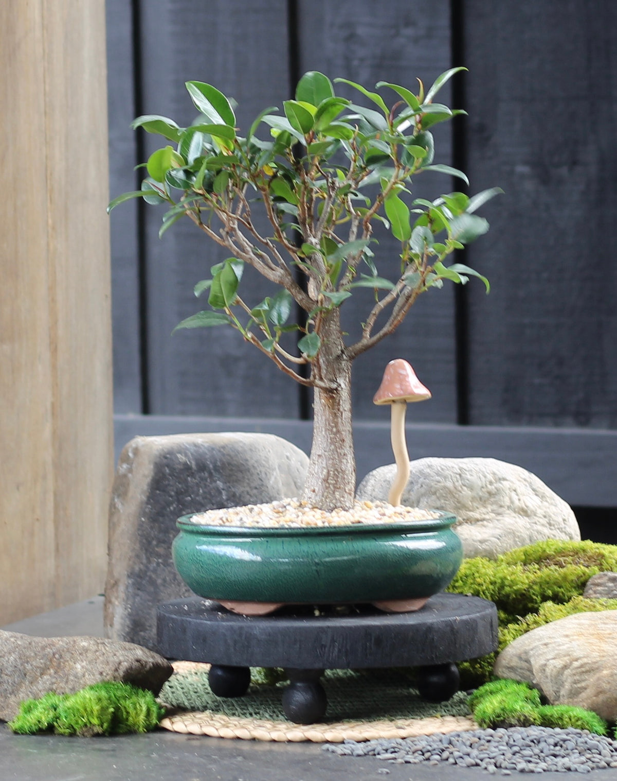 Bonsai - Port Jackson Fig - Will - 41cm