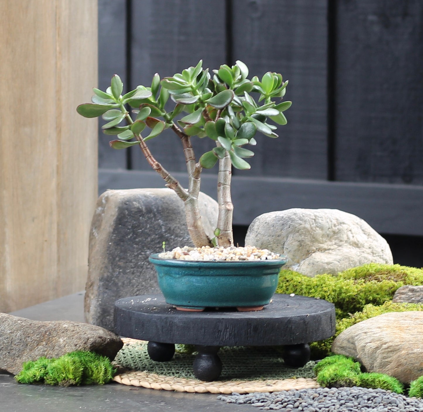 Bonsai - Dwarf Crassula Ovata - Larry - 27cm