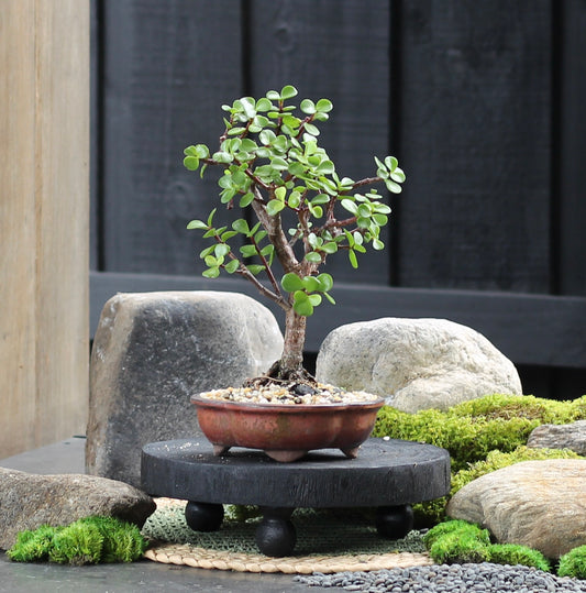 Bonsai - Dwarf Crassula Ovata - Leroy - 27cm