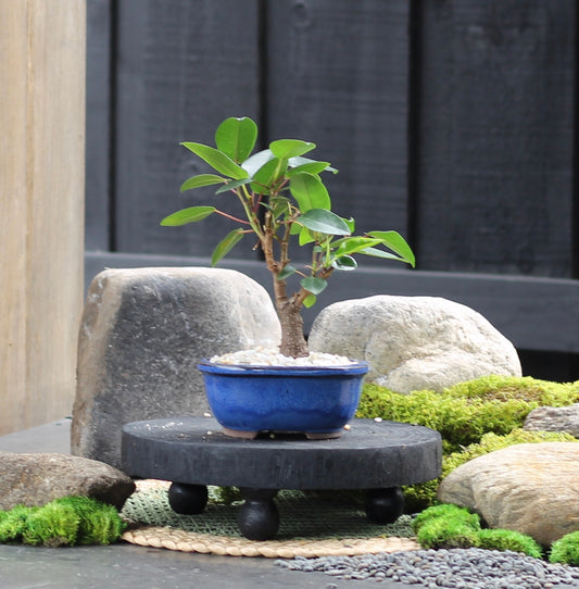 Bonsai - Port Jackson Fig - Penny - 23cm