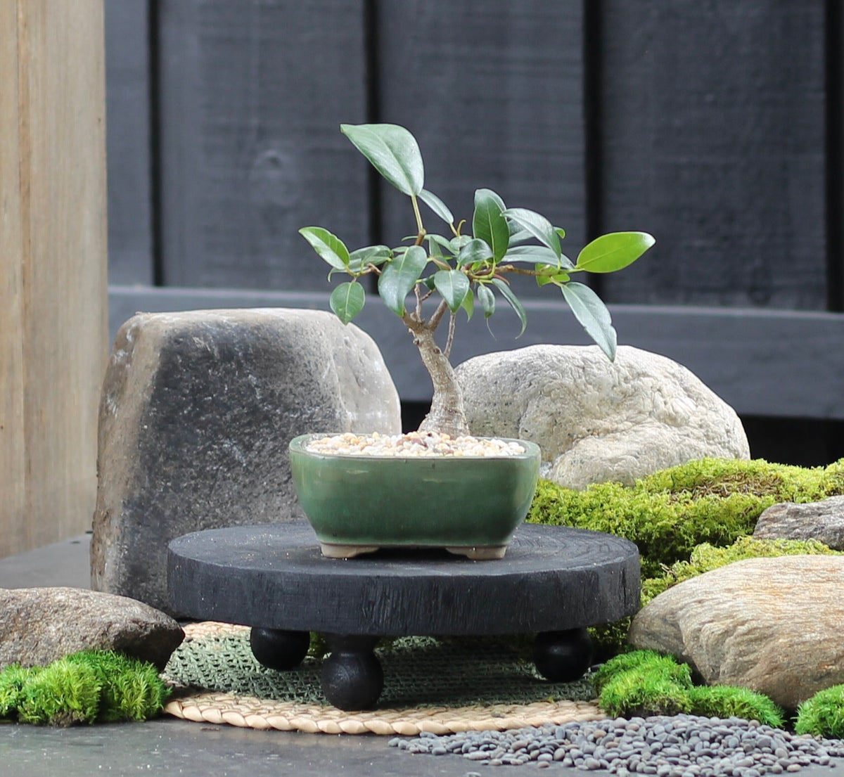 Bonsai - Port Jackson Fig - Jake - 23cm