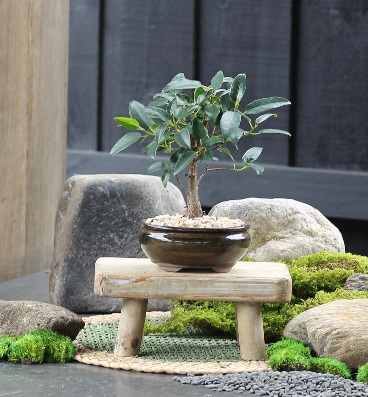 Bonsai - Port Jackson Fig - Tilly - 23cm
