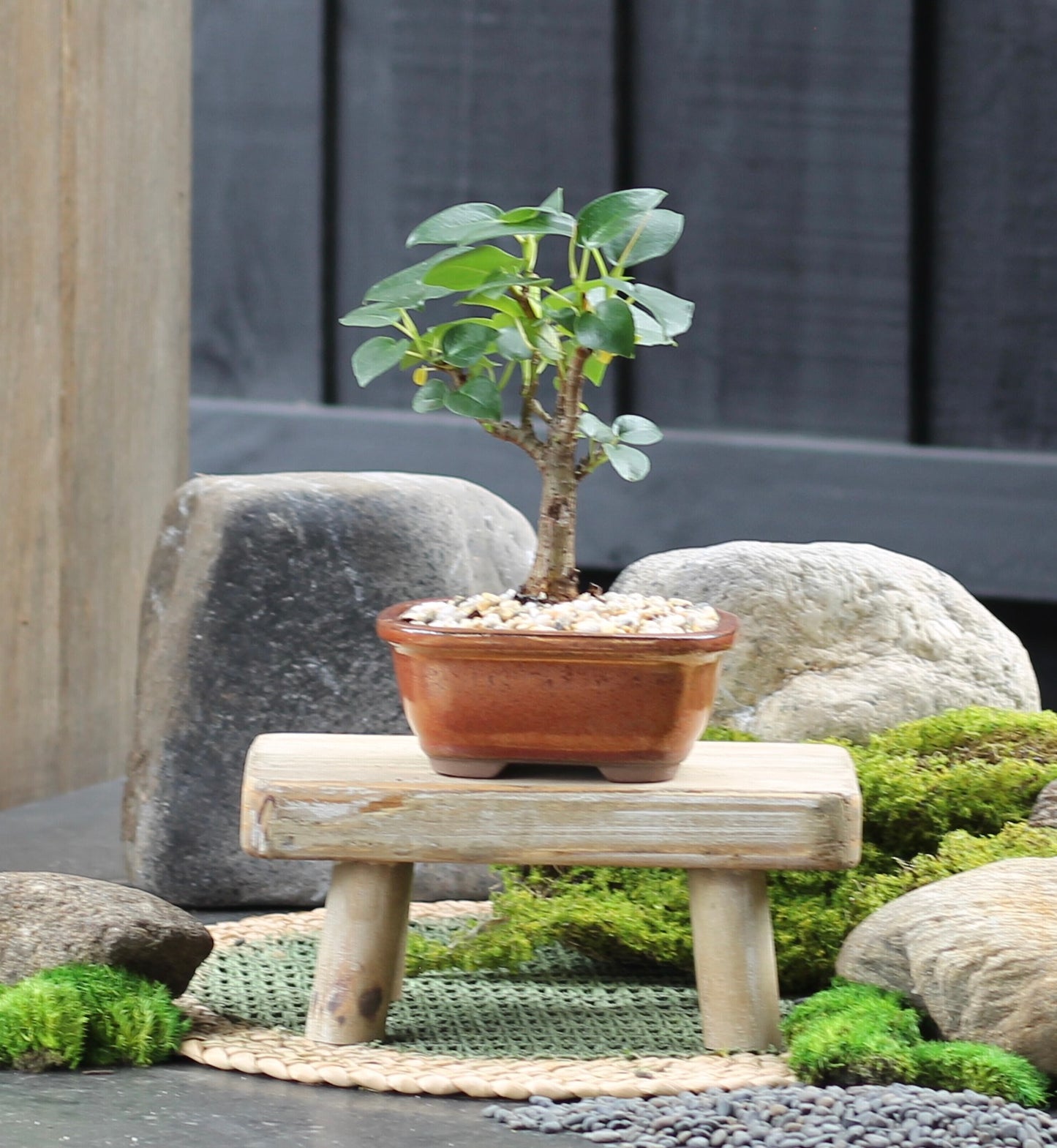 Bonsai - Port Jackson Fig - Gus - 23cm