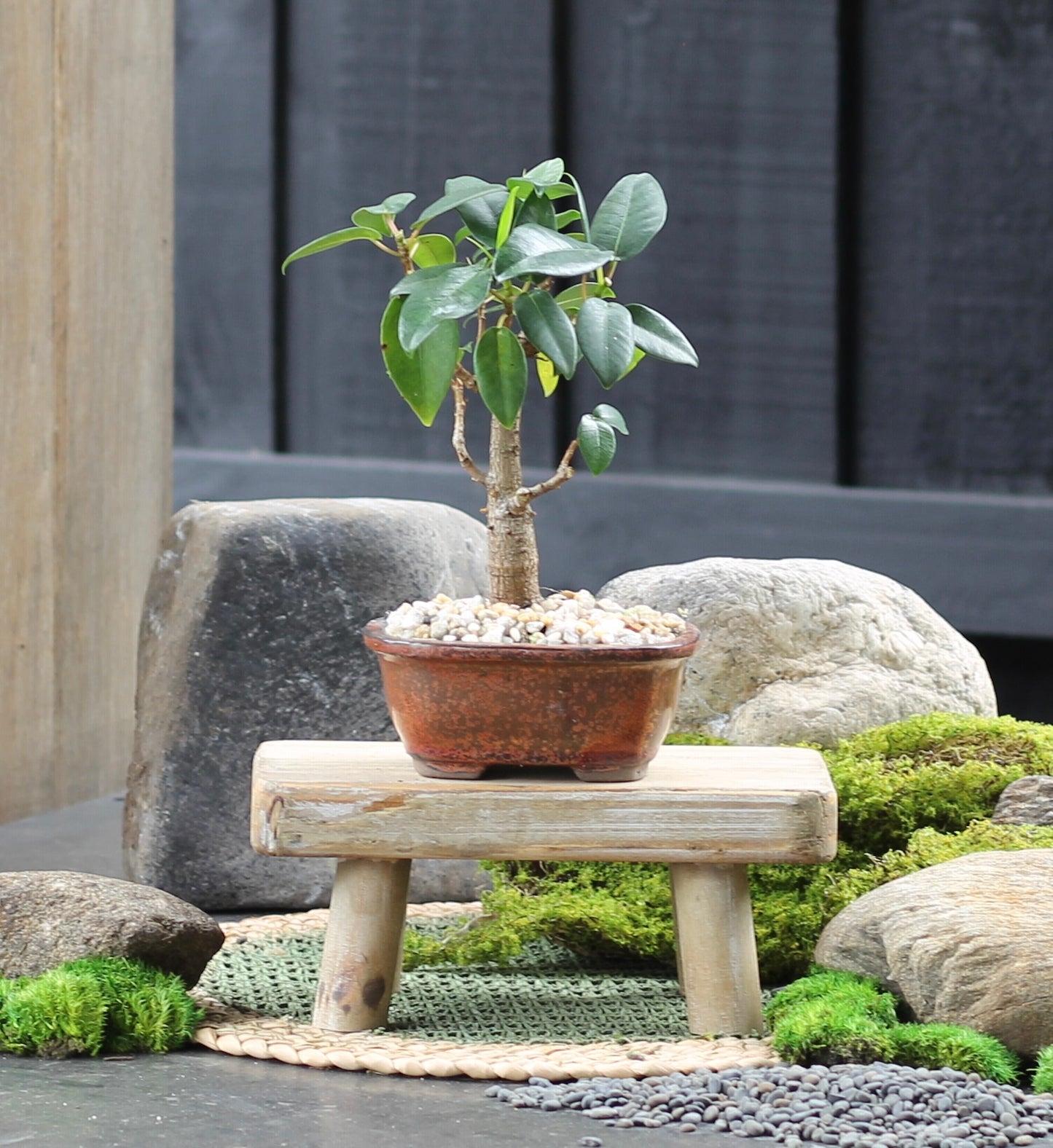 Bonsai - Port Jackson Fig - Jack - 23cm
