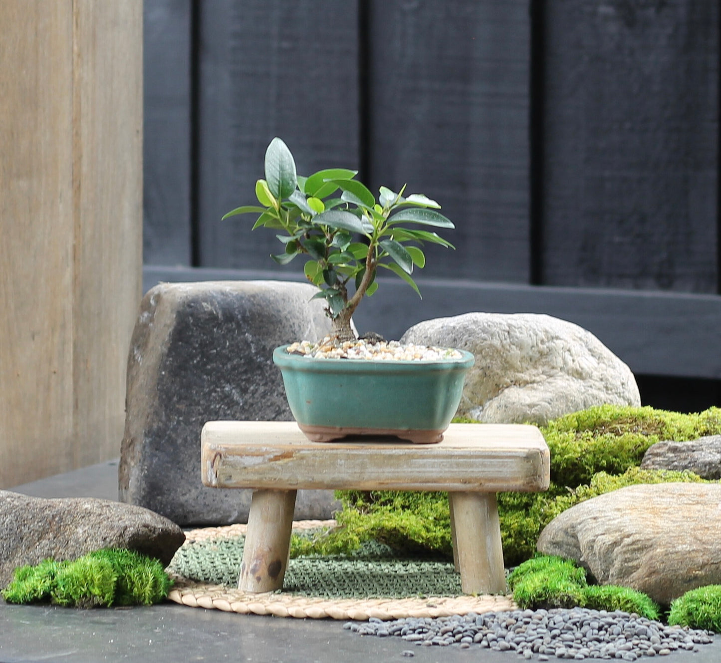Bonsai - Port Jackson Fig - Emma - 23cm