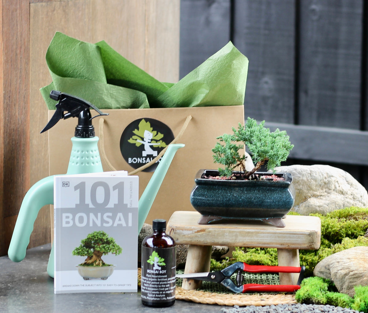 Bonsai Starter Kit - Juniper - Cleo - 24cm