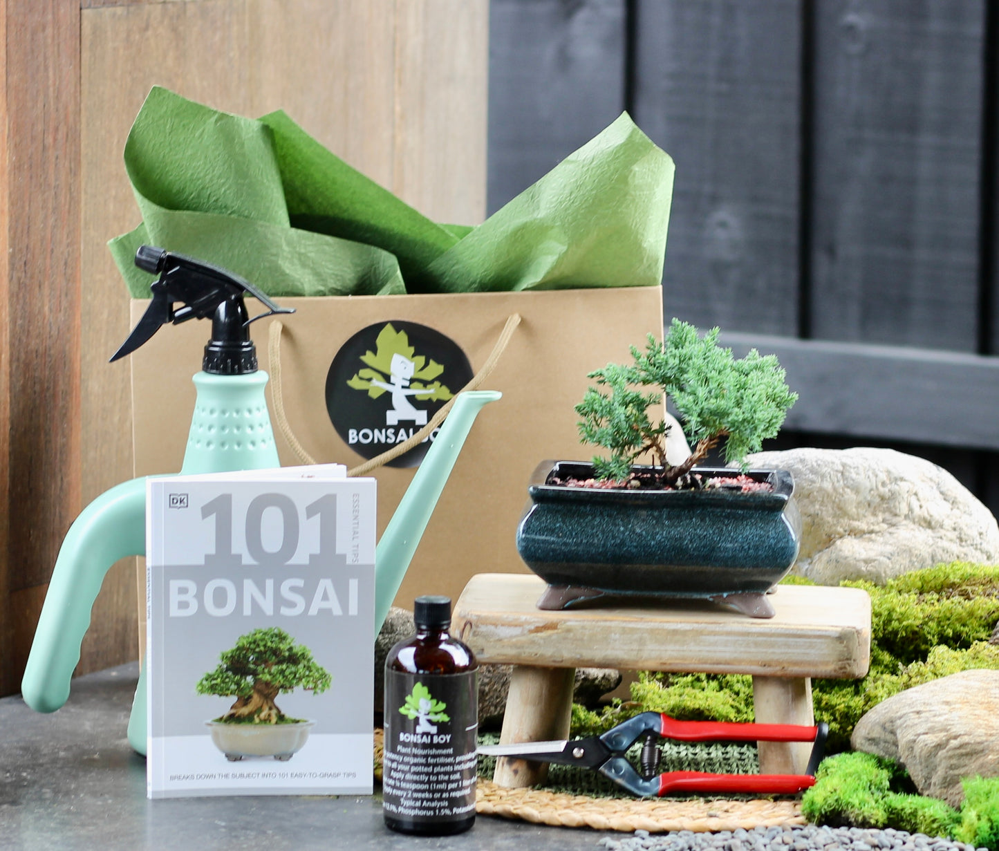 Bonsai Starter Kit - Juniper - Cleo - 24cm