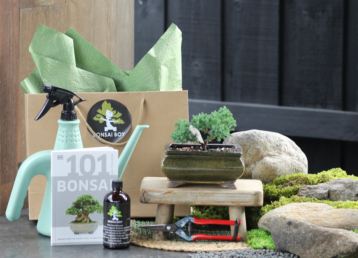 Bonsai Starter Kit - Juniper - Elaine - 24cm
