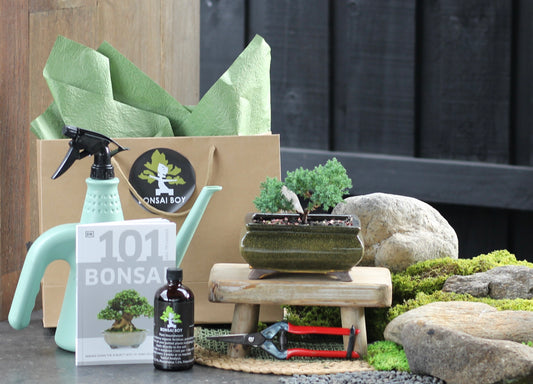 Bonsai Starter Kit - Juniper - Elaine - 24cm