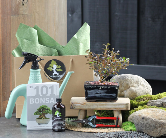 Bonsai Starter Kit - Coprosma - Connor - 24cm