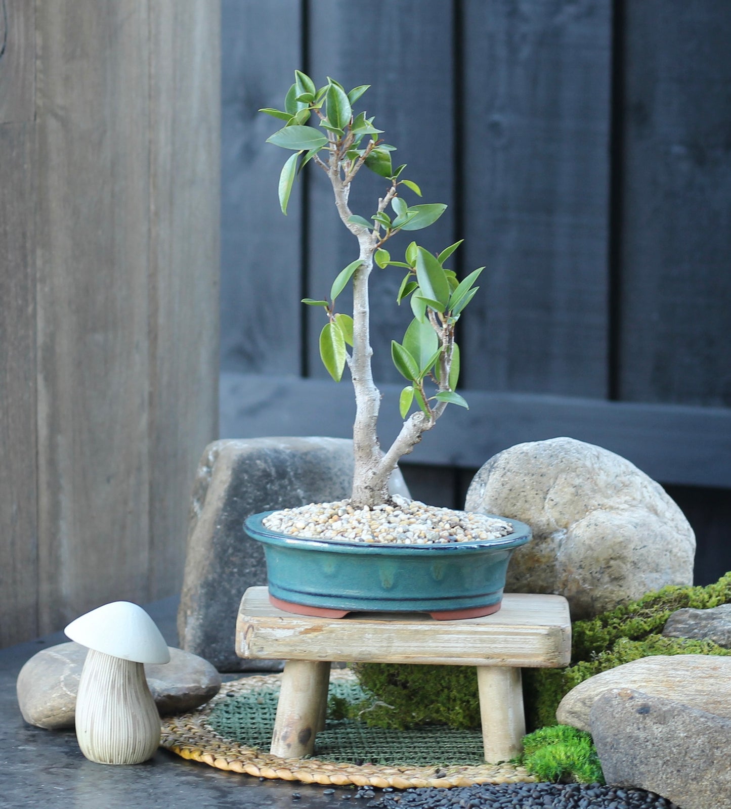 Bonsai - Port Jackson Fig - Fran - 37cm