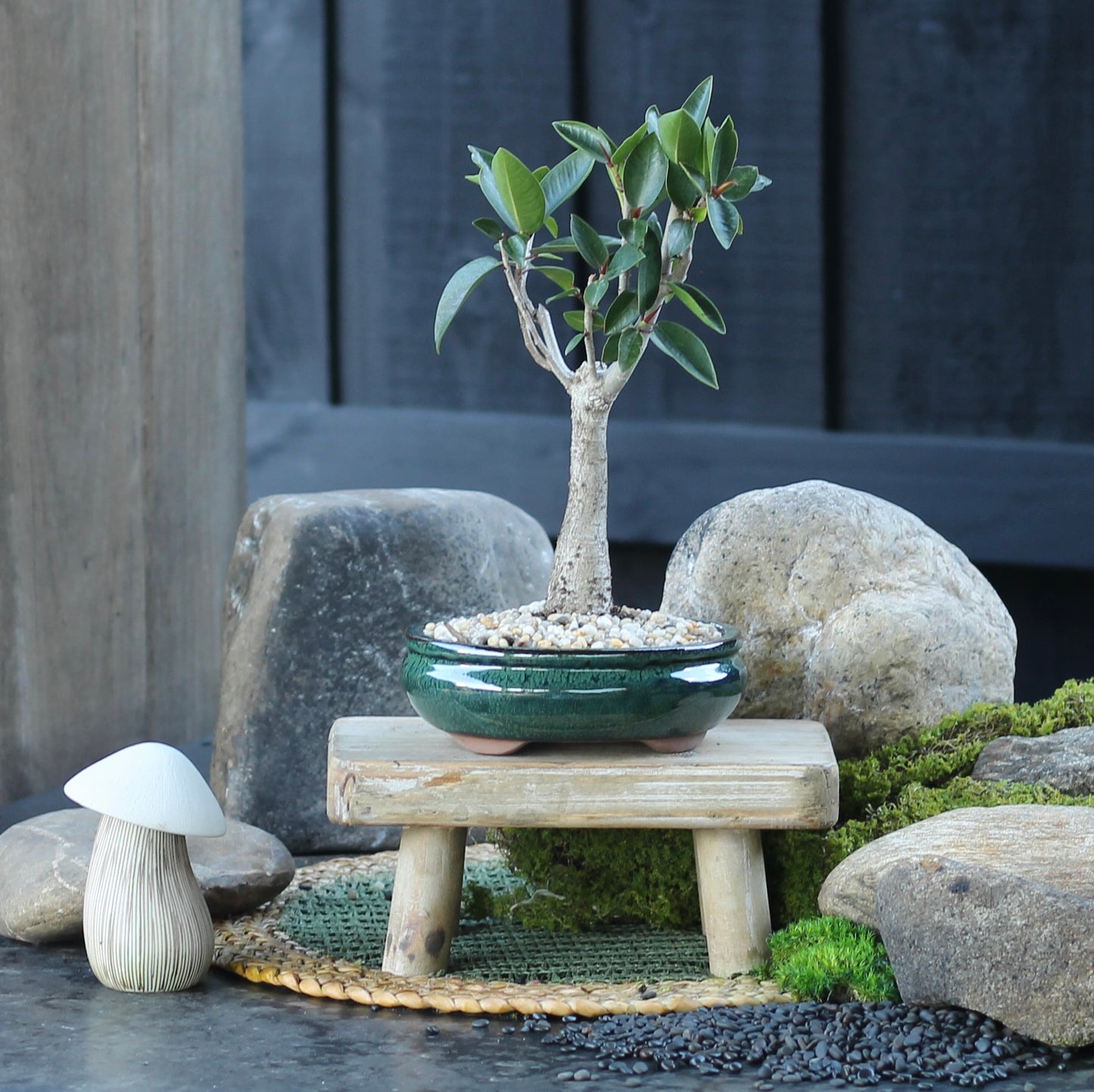 Bonsai - Port Jackson Fig - Audrey - 28cm