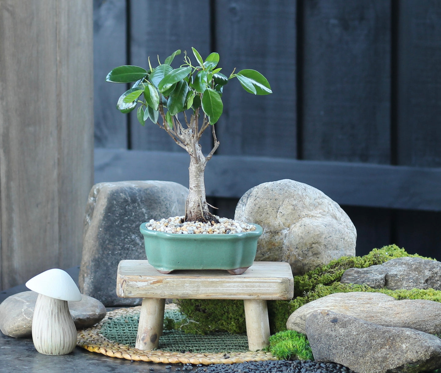 Bonsai - Port Jackson Fig - Hailey - 28cm