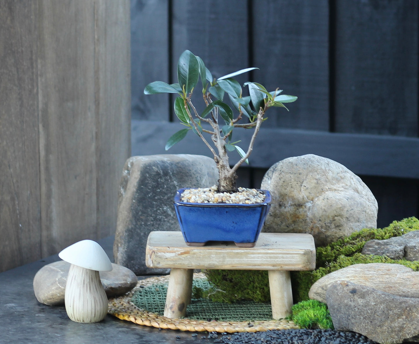 Bonsai - Port Jackson Fig - Sandy - 25cm