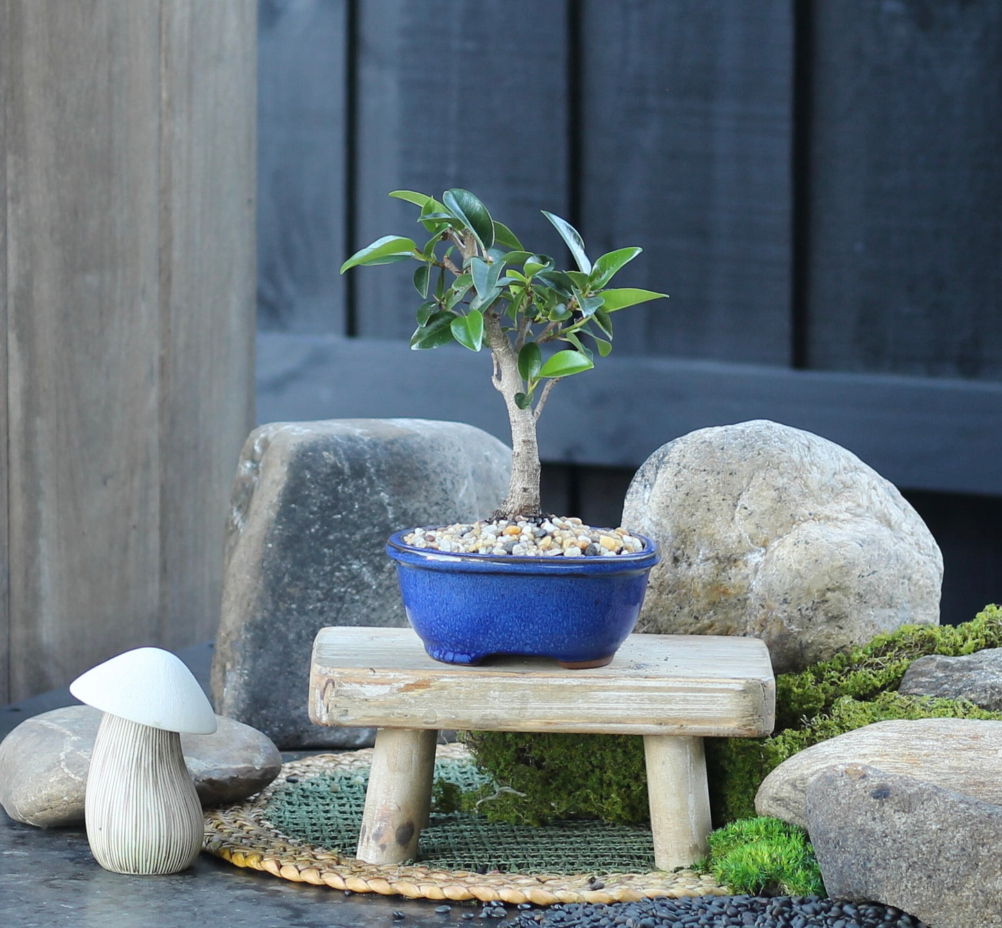 Bonsai - Port Jackson Fig - Wyatt - 23cm