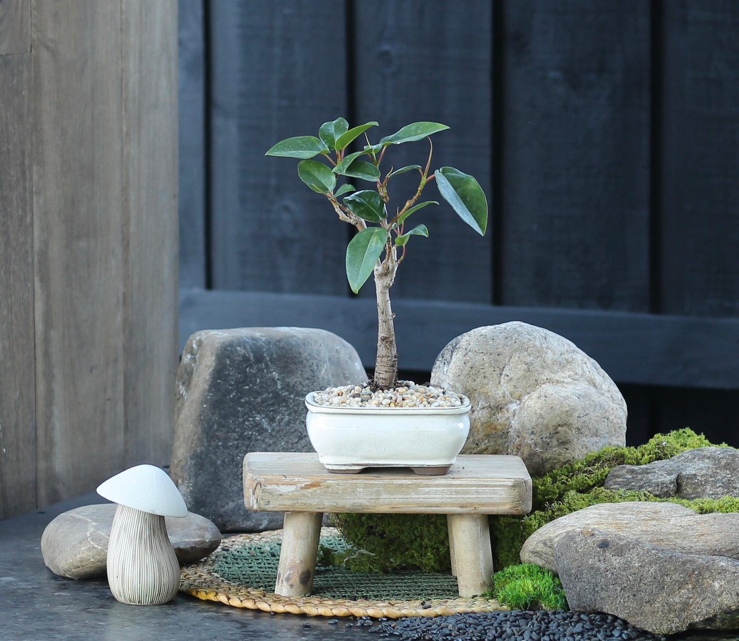 Bonsai - Port Jackson Fig - Lara - 23cm