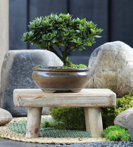 Bonsai - Azalea - Gracie - 18cm