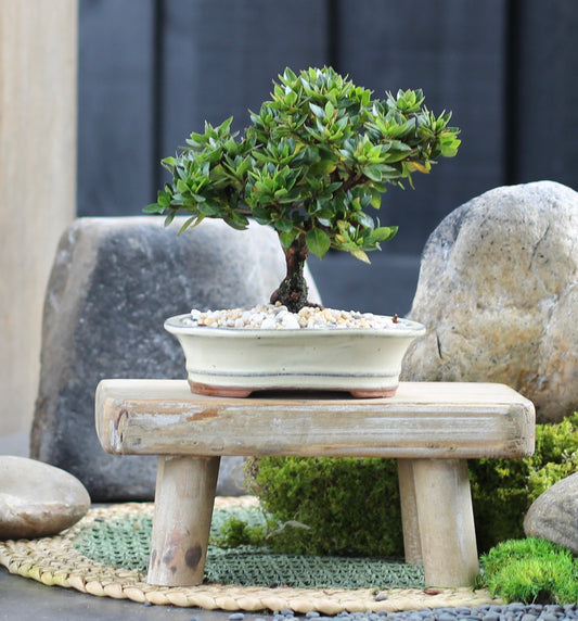 Bonsai - Azalea - Frankie - 18cm