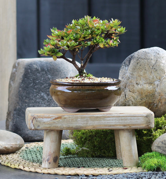 Bonsai - Azalea - Chip - 18cm