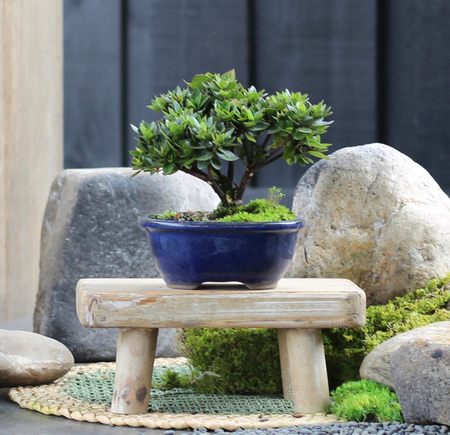 Bonsai - Azalea - Leo - 18cm