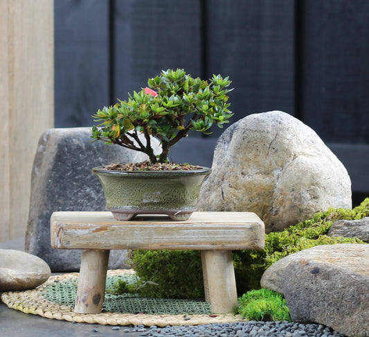 Bonsai - Azalea - Nathan - 18cm