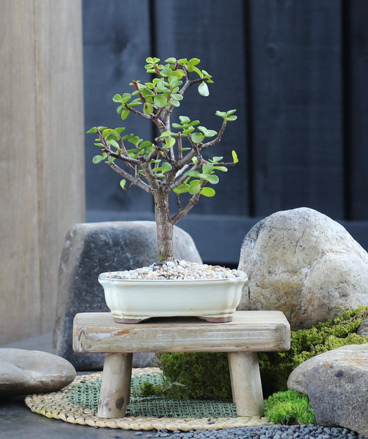 Bonsai - Crassula Ovata - Molly - 28cm