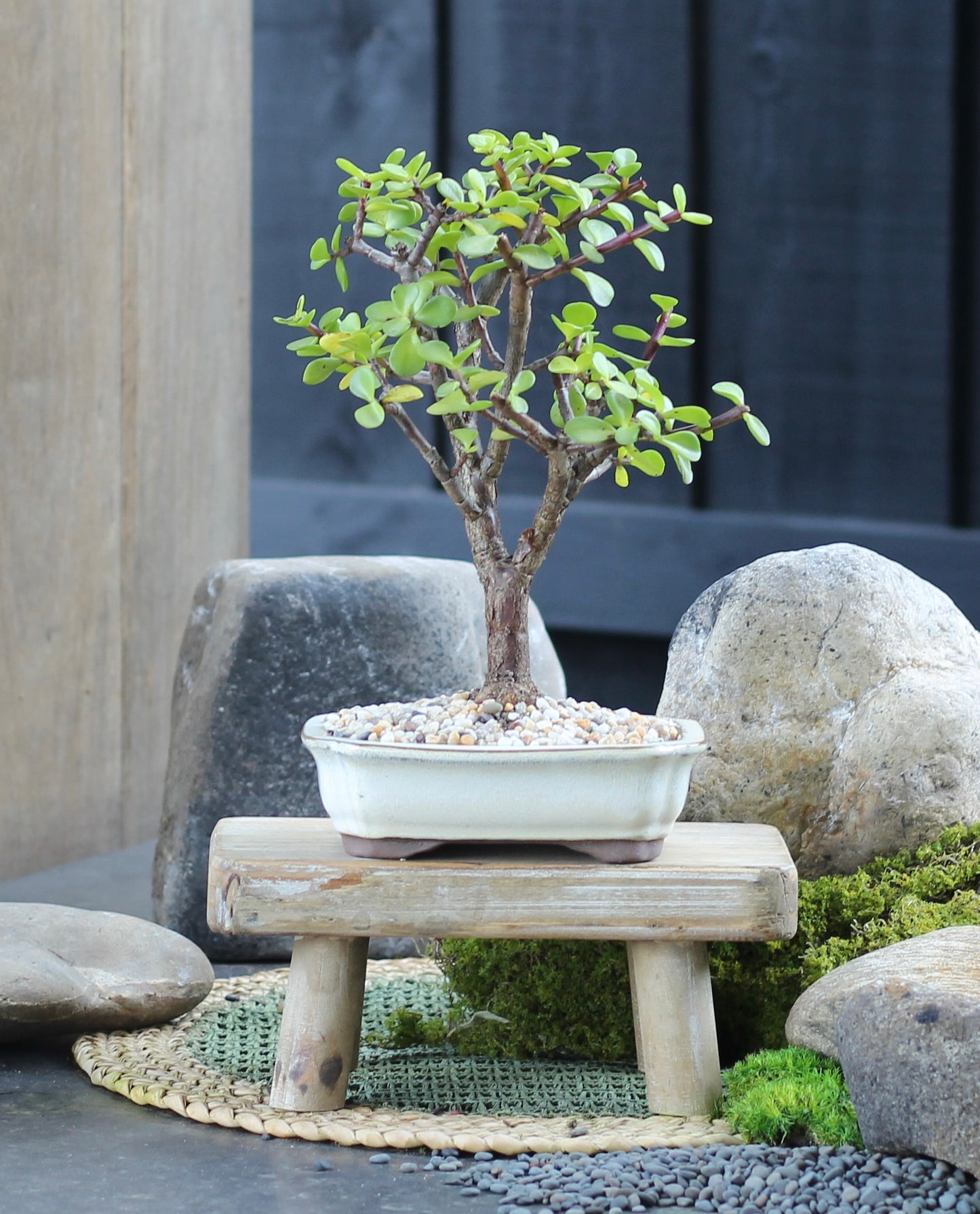 Bonsai - Crassula Ovata - Kennith - 28cm