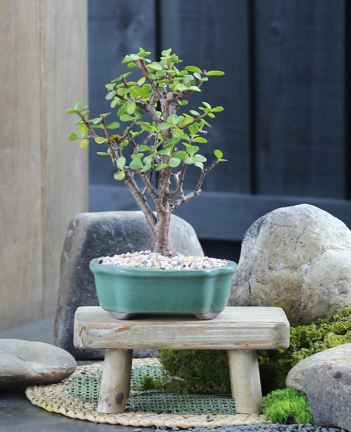 Bonsai - Crassula Ovata - Fleur - 28cm