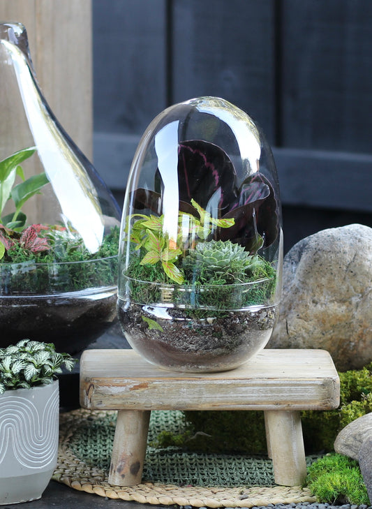 Colour Burst Terrarium - Capsule - SMALL - 26cm