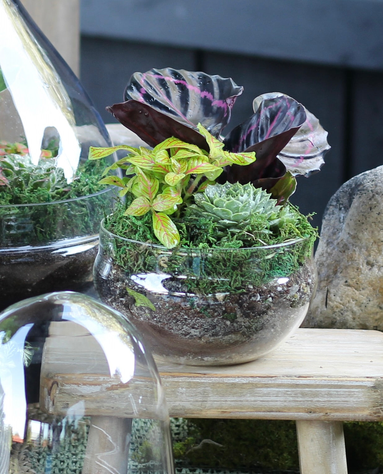 Colour Burst Terrarium - Capsule - SMALL - 26cm