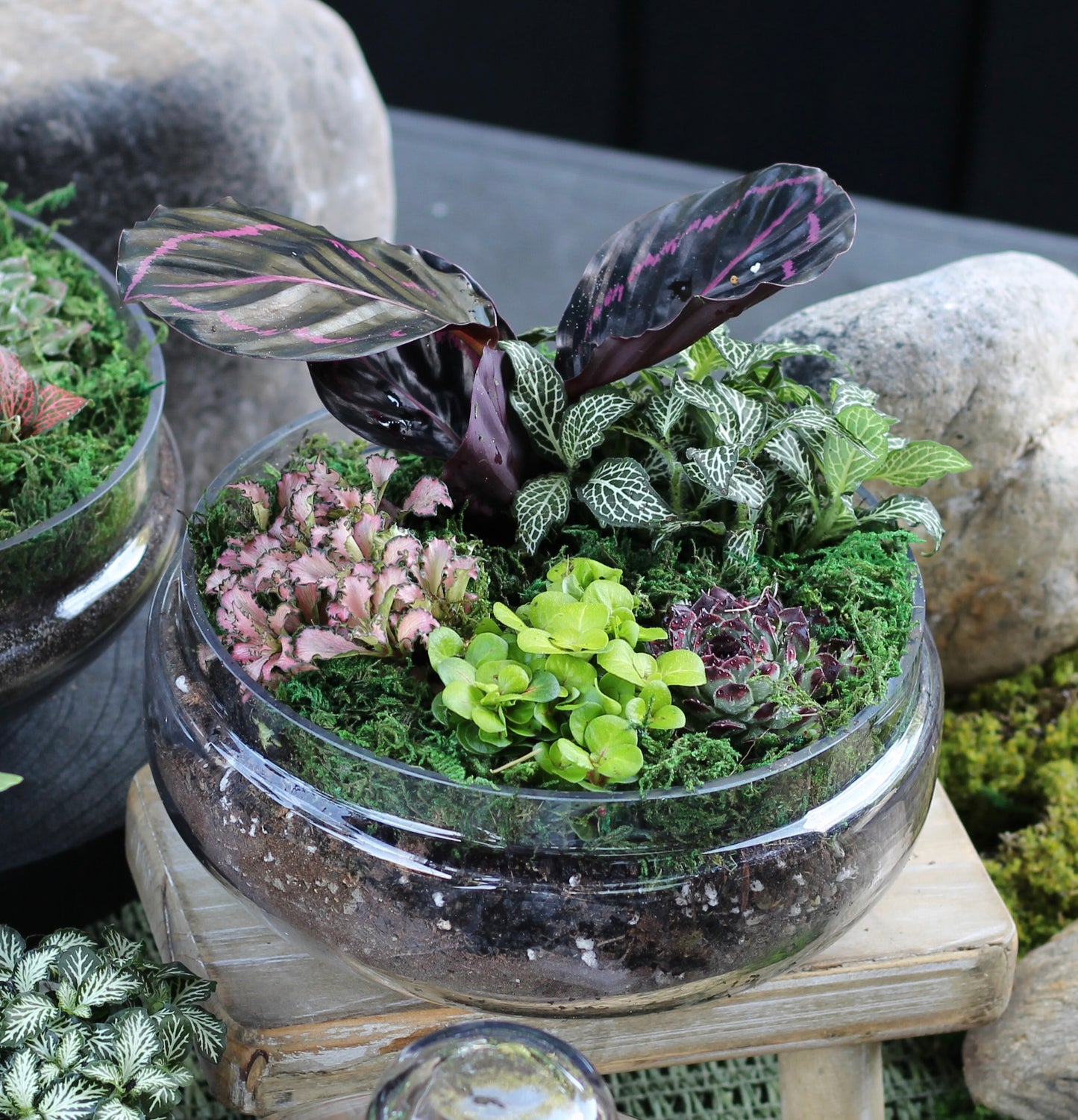 Colour Burst Terrarium - Capsule - MEDIUM - 26cm