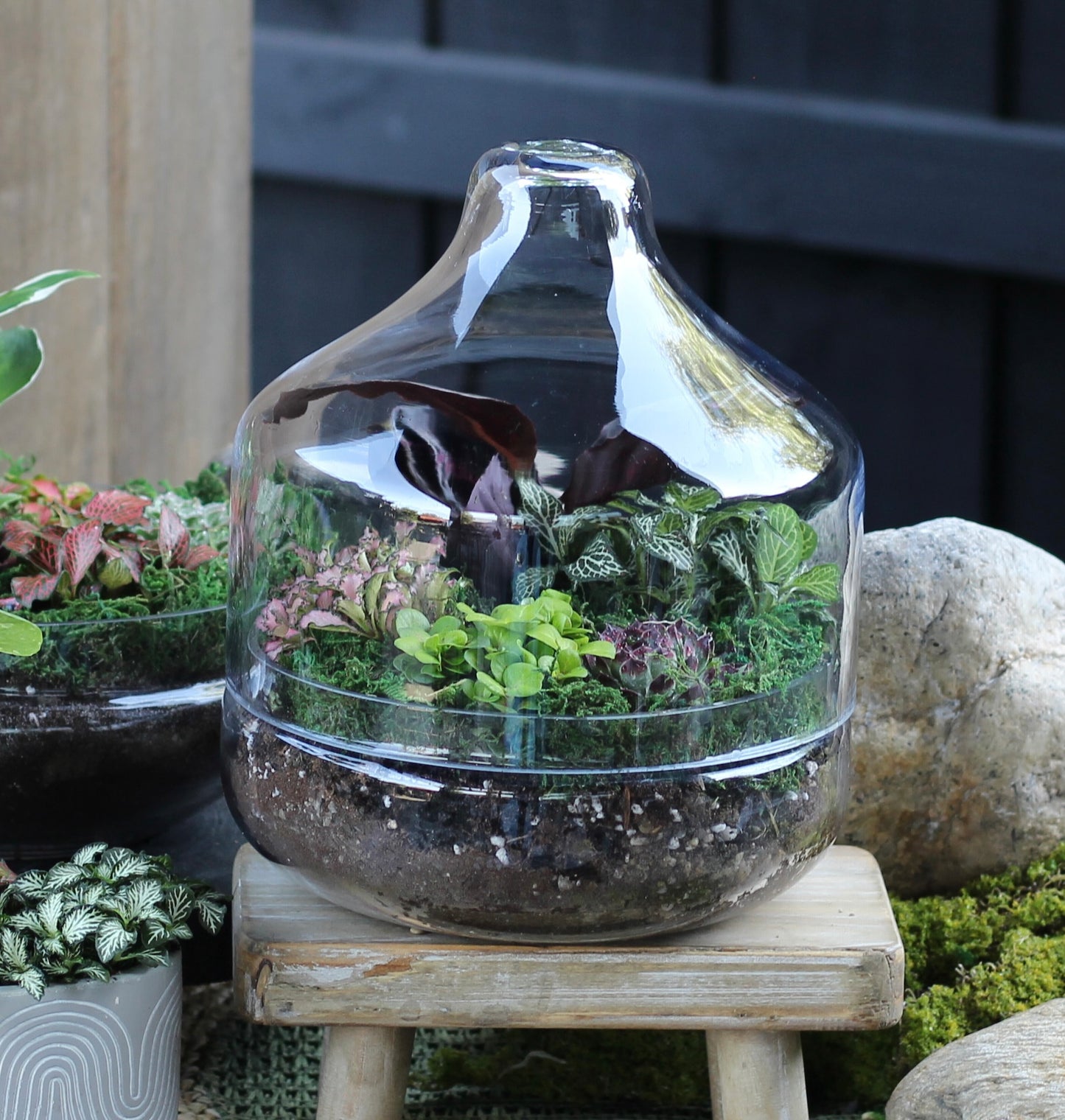 Colour Burst Terrarium - Capsule - MEDIUM - 26cm