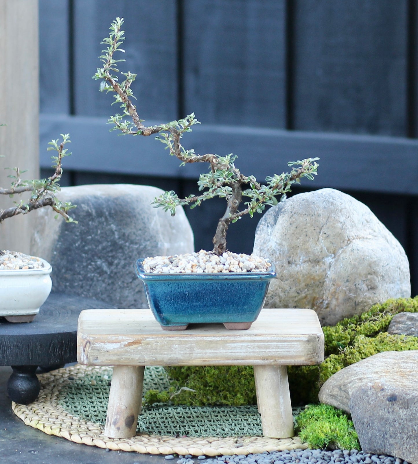 Bonsai - Cotoneaster - Kylie - 23cm