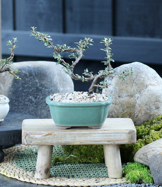 Bonsai - Cotoneaster - Janine - 23cm