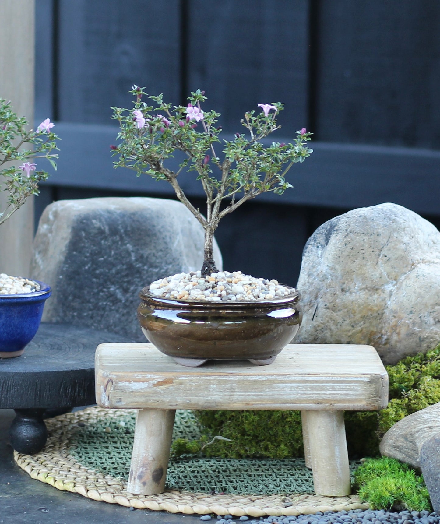 Bonsai - Serissa - Flowering - Christine - 21cm