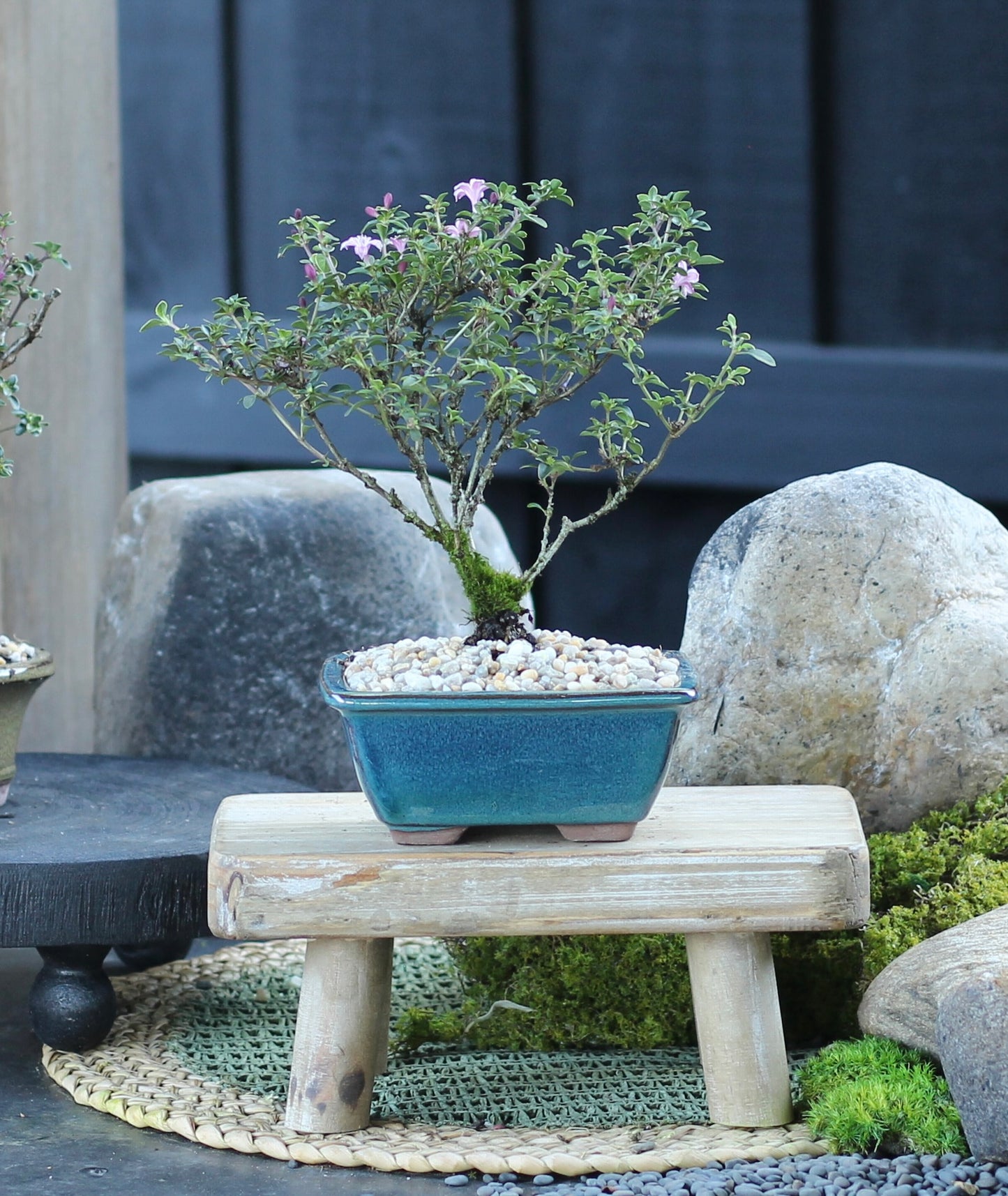 Bonsai - Serissa - Flowering - Alana - 21cm