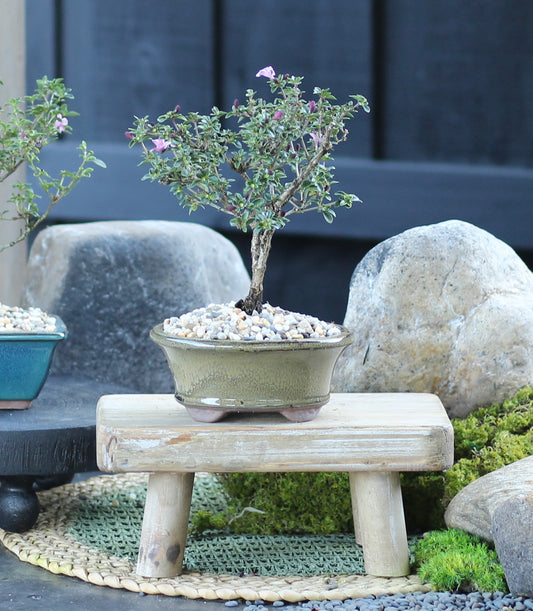 Bonsai - Serissa - Flowering - Dani - 21cm
