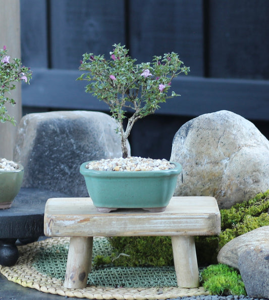 Bonsai - Serissa - Flowering - Ellie - 21cm