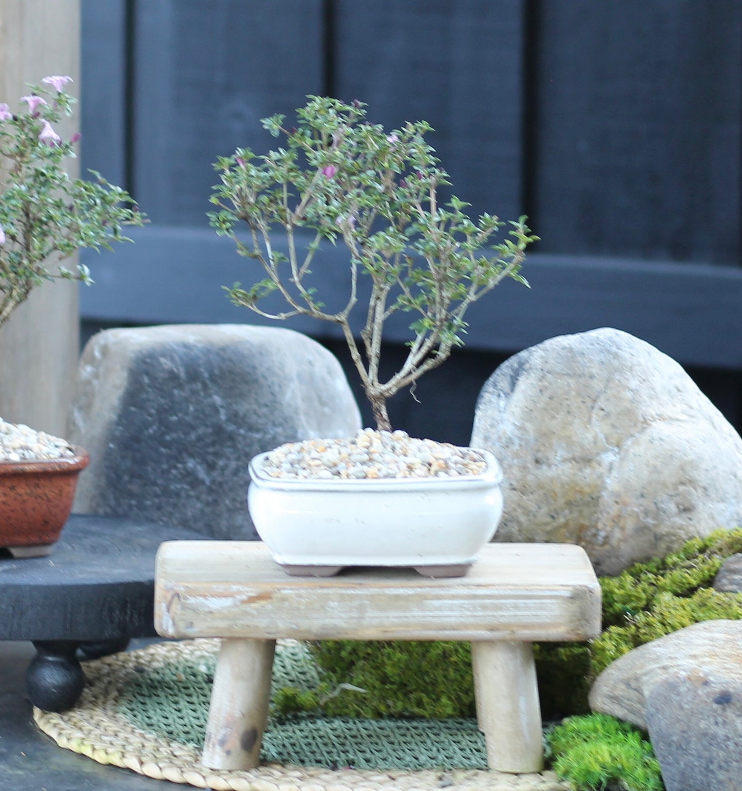 Bonsai - Serissa - Flowering - Frankie - 21cm